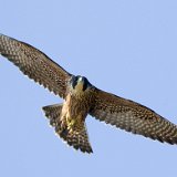11SB5986 Peregrine Falcon